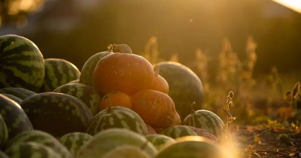 Cetinkayalar Watermelon & Pumpkin Seed Harvester