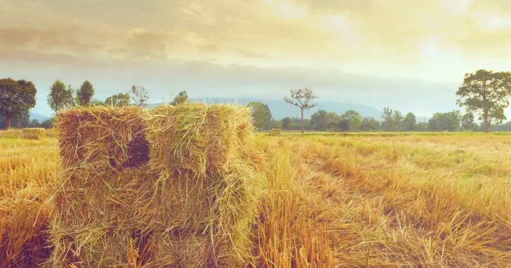 Straw Chopper: Transforming Field Stubble into Premium Livestock Feed